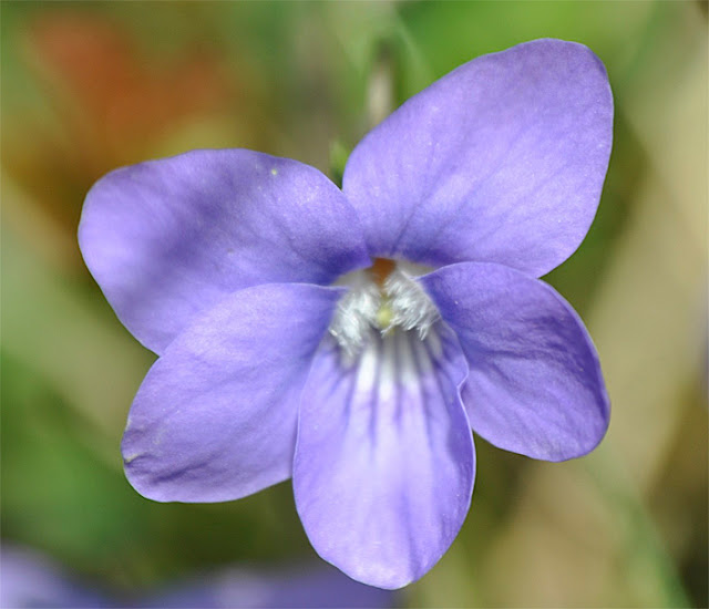 Nicolette's Notebook: Sweet Violets...