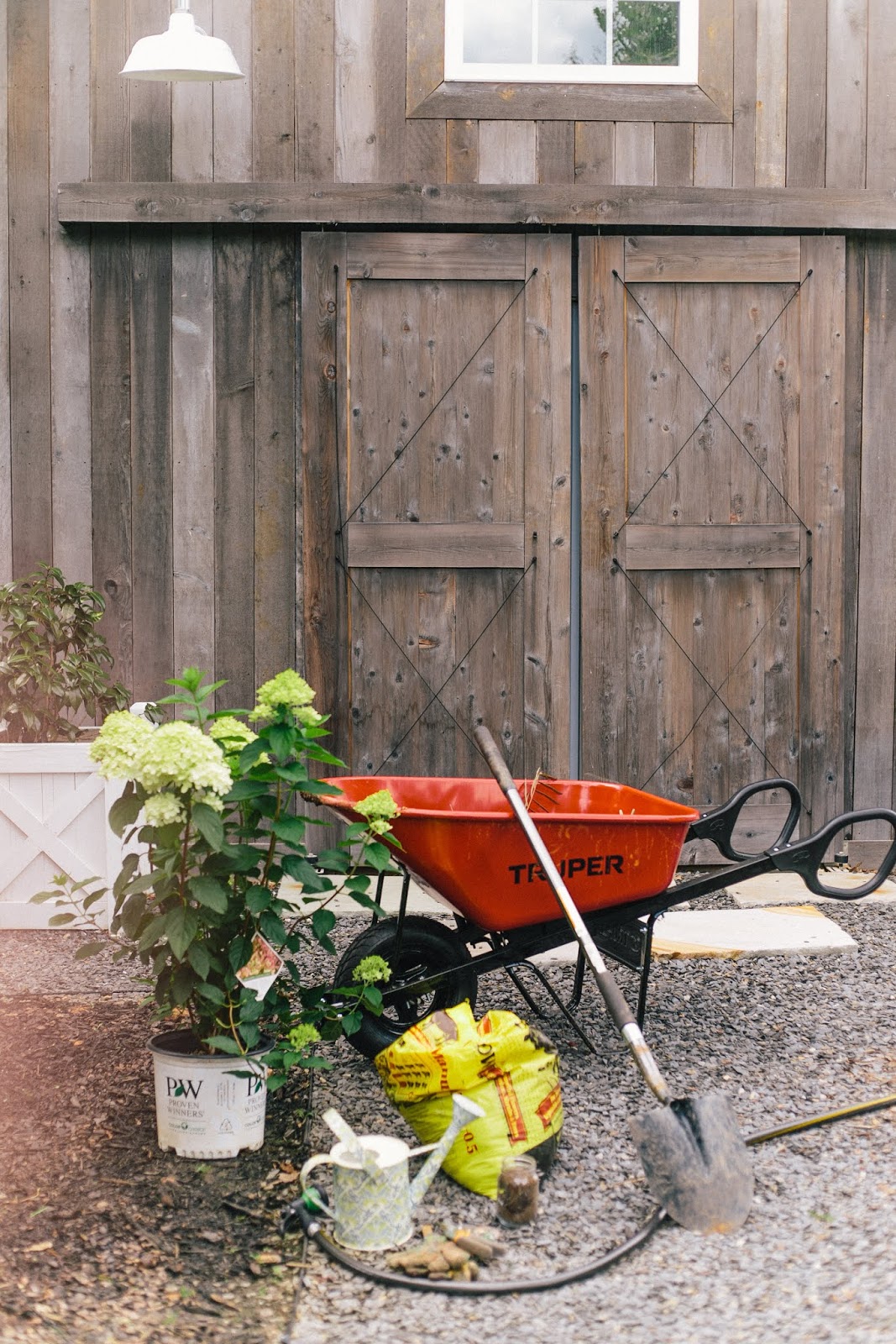 Limelight Hydrangea And Little Lime Hydrangea Great Plants