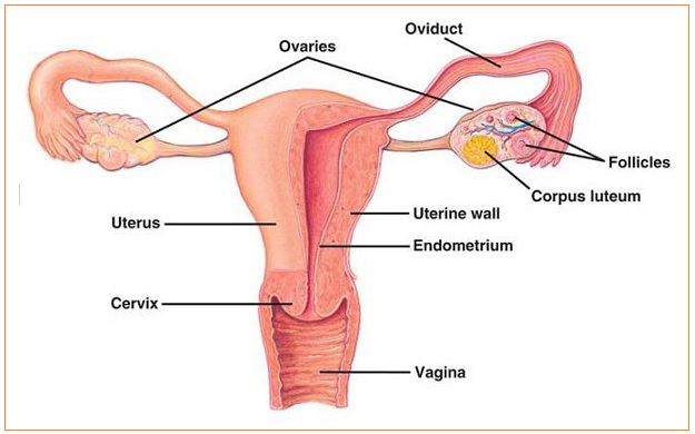 Oviduk dan uterus secara berturut-turut ditunjukkan oleh nomor