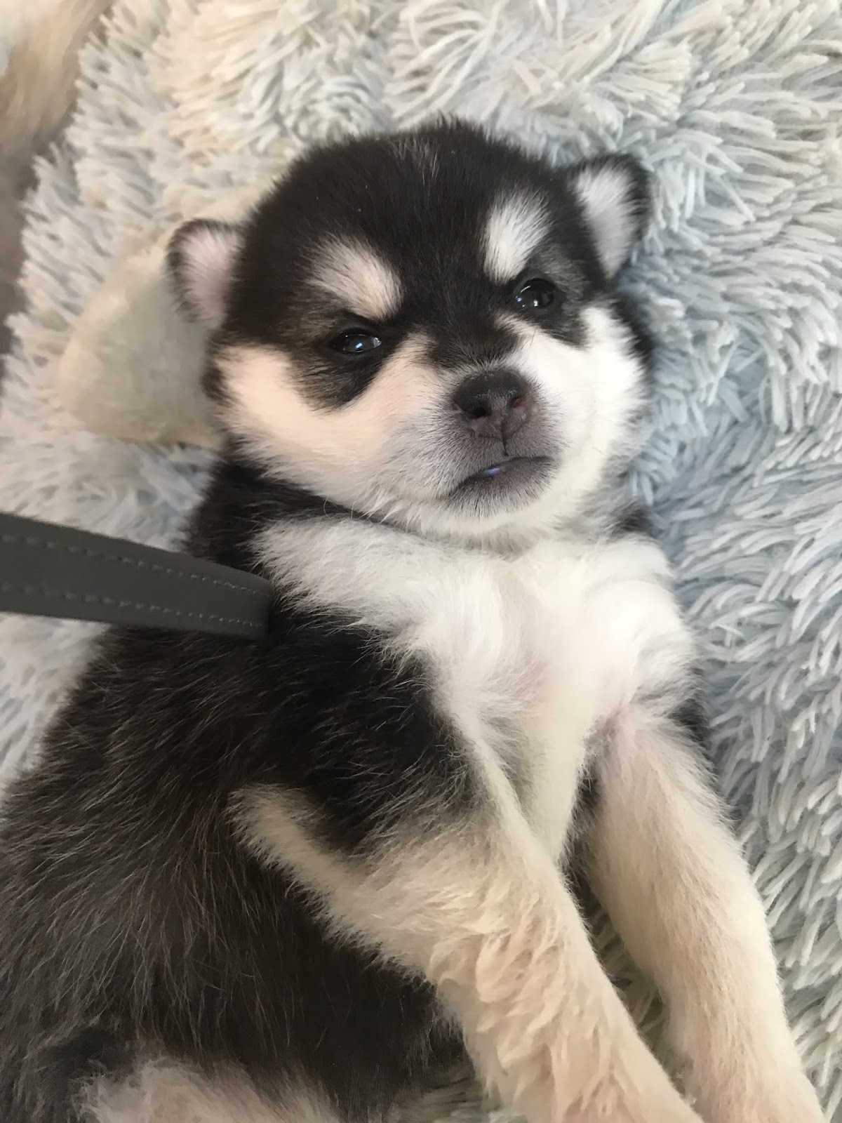 Be Sure to Check Our Available Miniature Siberian Husky Puppy Page
