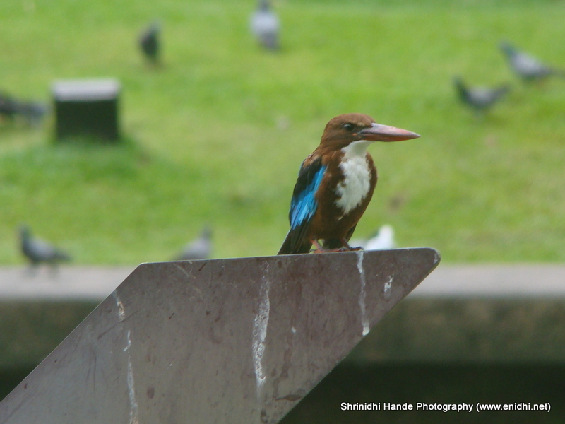 Birds at Botanic Gardens, Singapore eNidhi India Travel Blog