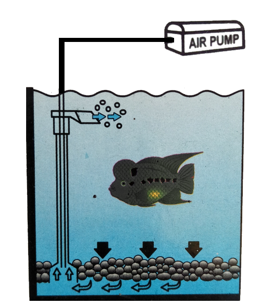 Fungsi dan Manfaat Air Pump LovedFish