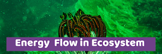 Describe the energy flow in Ecosystem