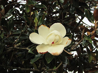 Magnolia Bloom Photo