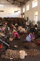 Arya Cashew Factory