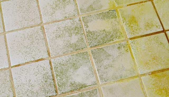 proven ways prevent mold in bathroom remove black molds shower mildew