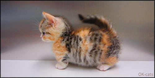 Art Kitten GIF • Funny and Cute Dachshund kitty breathing slowly Art Kitten GIF • Funny and Cute Dachshund kitty breathing slowly