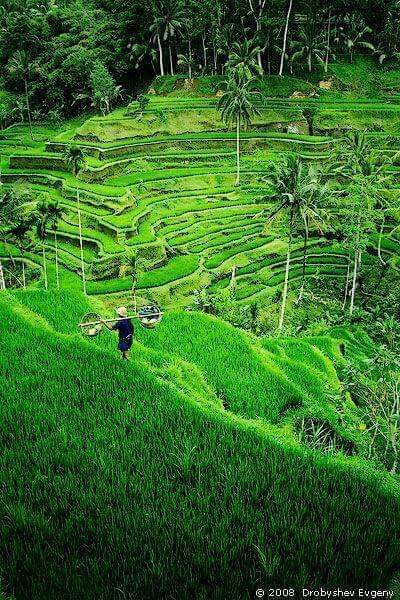Pemandangan Indah Sawah Hijau di Desa di Kaki Gunung Pemandangan Indah Sawah Hijau di Desa di Kaki Gunung
