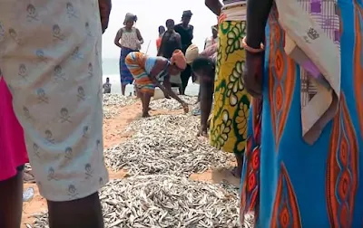 Fresh caught fish on the beach in Togo Africa