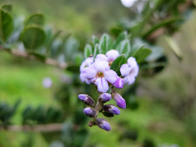 Three Photos of Duranta armata, leaves and flowers and berries