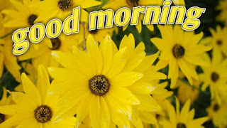 Good morning image for whatsapp in hindi by sunflower