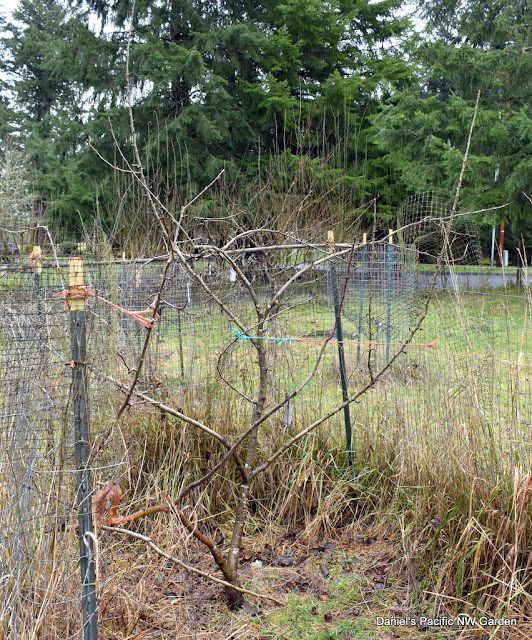Daniel's Pacific NW Garden Pruning the Apple Trees. 1/4/2021