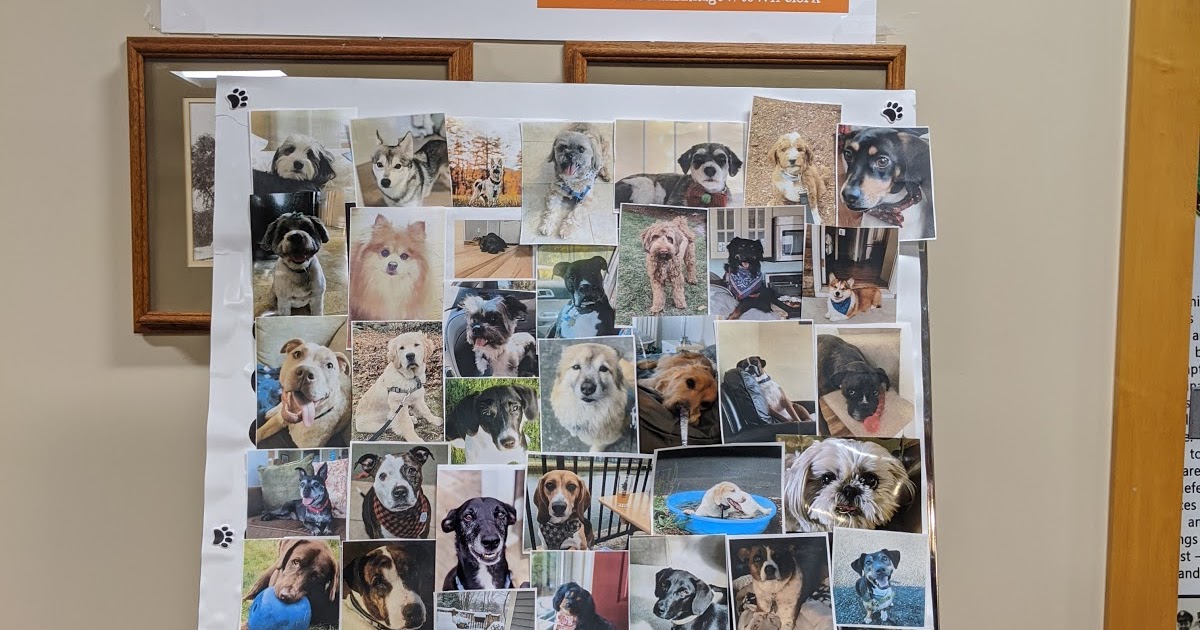 Franklin Matters Franklin Residents Dog License deadline is POSTPONED