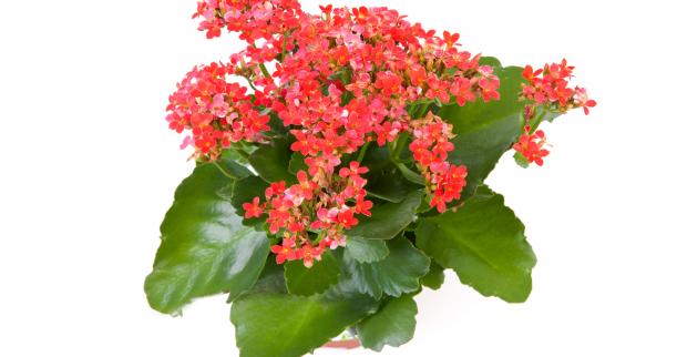 How One Simple Change Transformed Their Kalanchoe into a Garden Star!