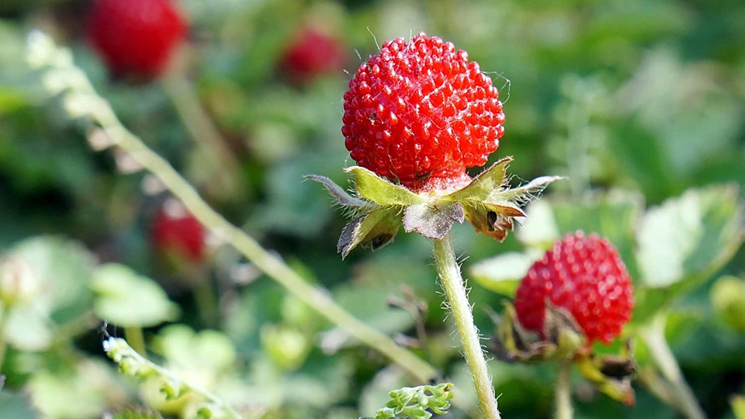 Mock Strawberry plant is often confused with wild strawberry. They have similar leaves and fruits, but mock strawberry produces yellow flowers while wild strawberries have white flowers.