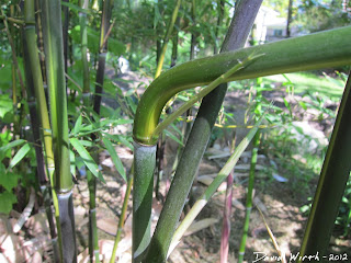 bamboo tree bent over from bugs, insects, disease, stalk