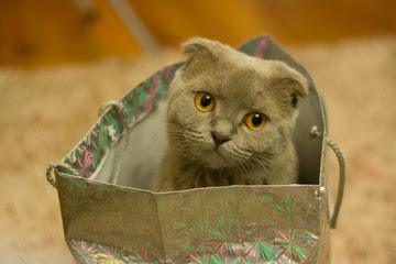 alt="gato dentro de la bolsa"