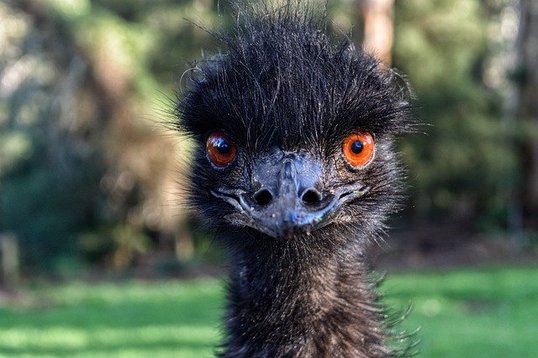Emus, the third  among the most dangerous birds in the world.