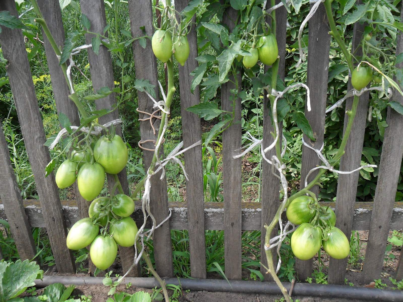 Томат Кенигсберг розовый