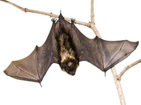 चमगादड़ से जुडी बाते जो आपको हैरान कर देंगी चमगादड़ से जुडी बाते जो आपको हैरान कर देंगी