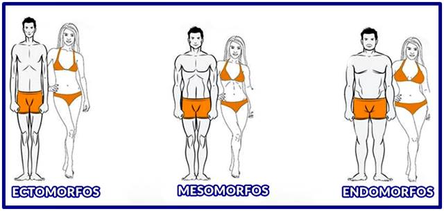 Cómo saber si una persona es ectomorfa, mesomorfa o endomorfa?