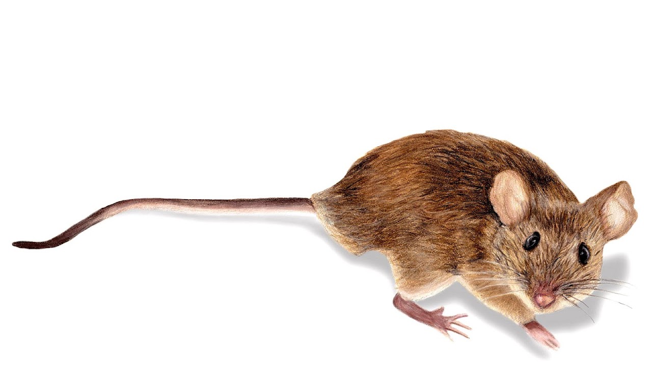 How Much Do Pet Mice Cost Pet choices