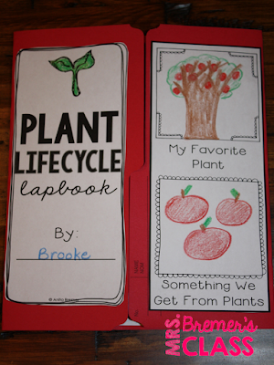 This plant lifecycle lapbook provides students with a fun way to record their learning about plant growth. Hands on and engaging learning for Kindergarten-Second Grade. #plants #plantunit #lapbook #lapbooks #plantgrowth #lifecycles #kindergarten #1stgrade #2ndgrade #science