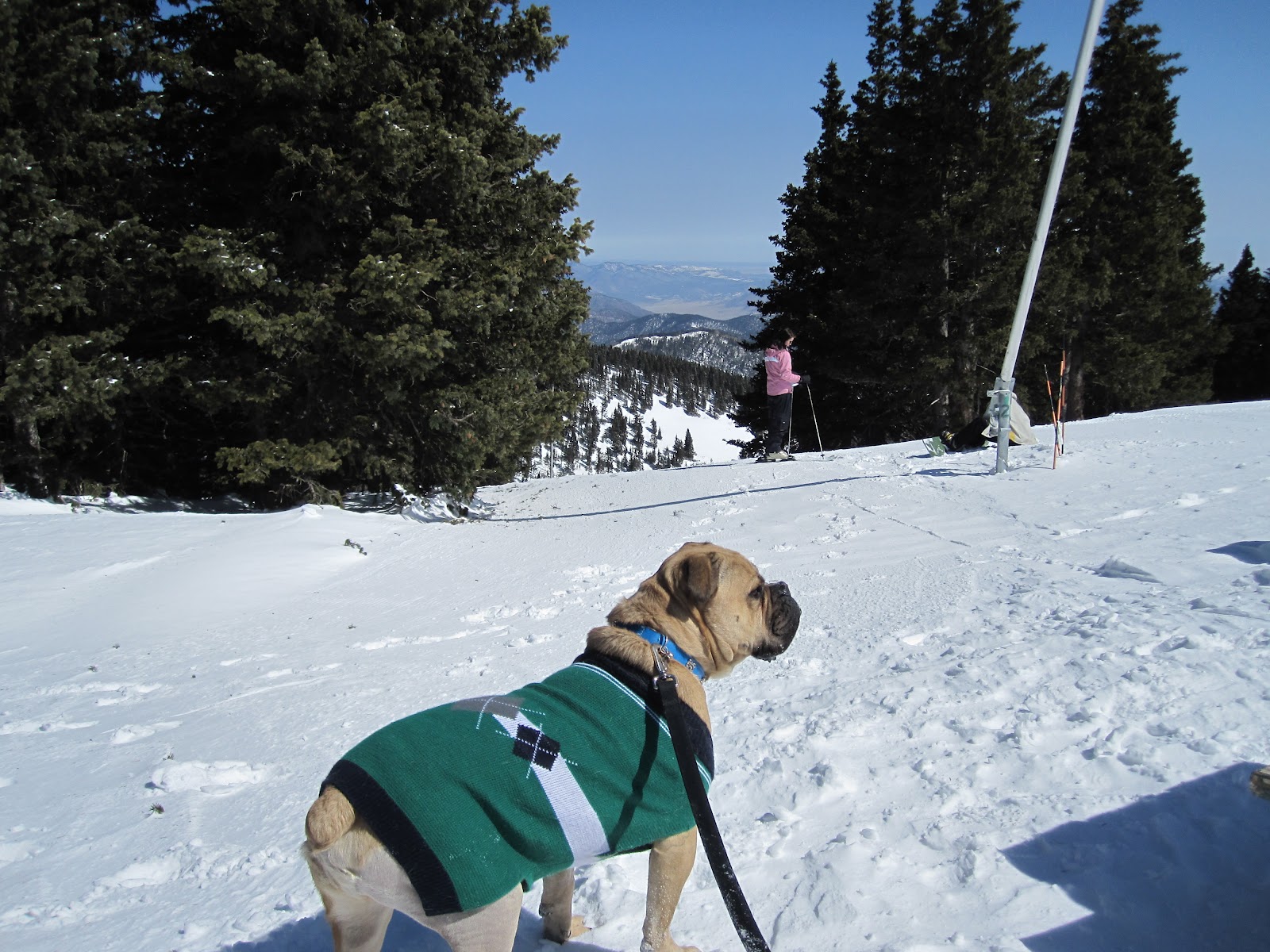 Travelin' Jack's Dog Blog RUIDOSO A 'cool' Town For Pups and their