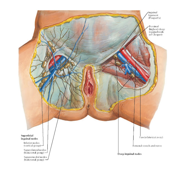 Lymph Vessels and Nodes of Perineum: Female Anatomy