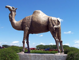 sara the camel