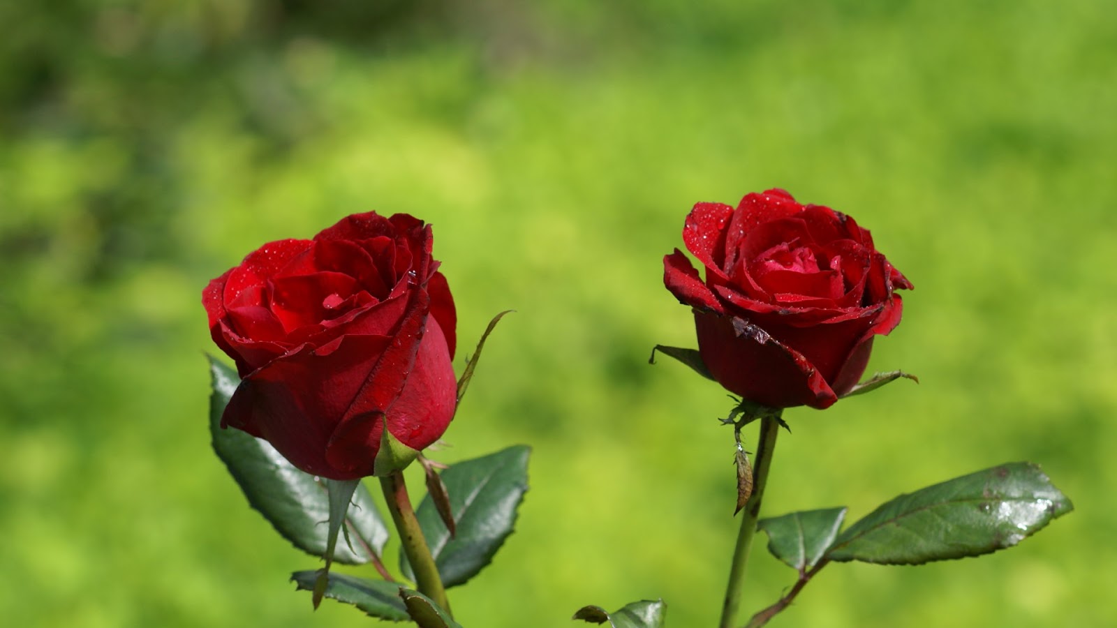 Beautiful Red Rose Flowers Wallpapers Entertainment Only