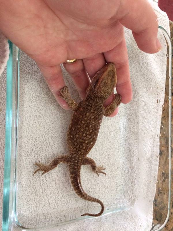 bearded dragon poop smells cleaning