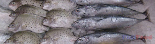 Kitang and Tulingan - Philippine fish