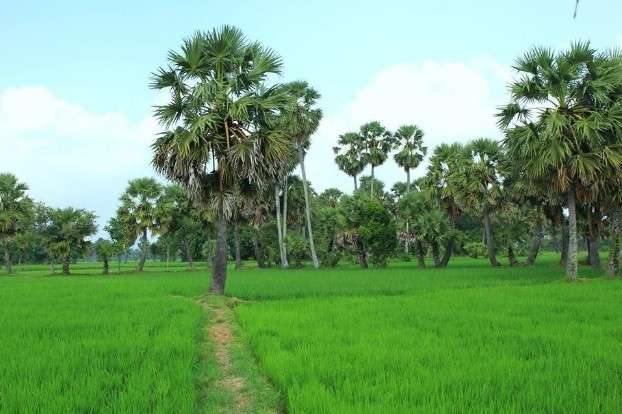 "Ngây ngất" Hình ảnh đẹp về làng quê Việt Nam đẹp như tranh