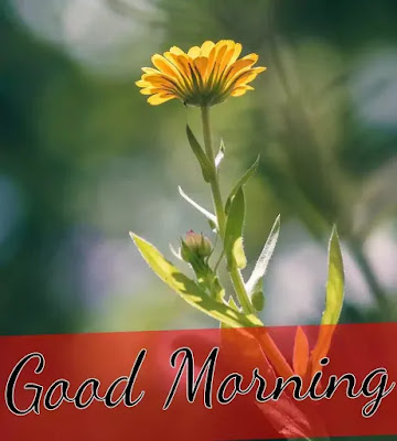 Good Morning Images Good Morning Images