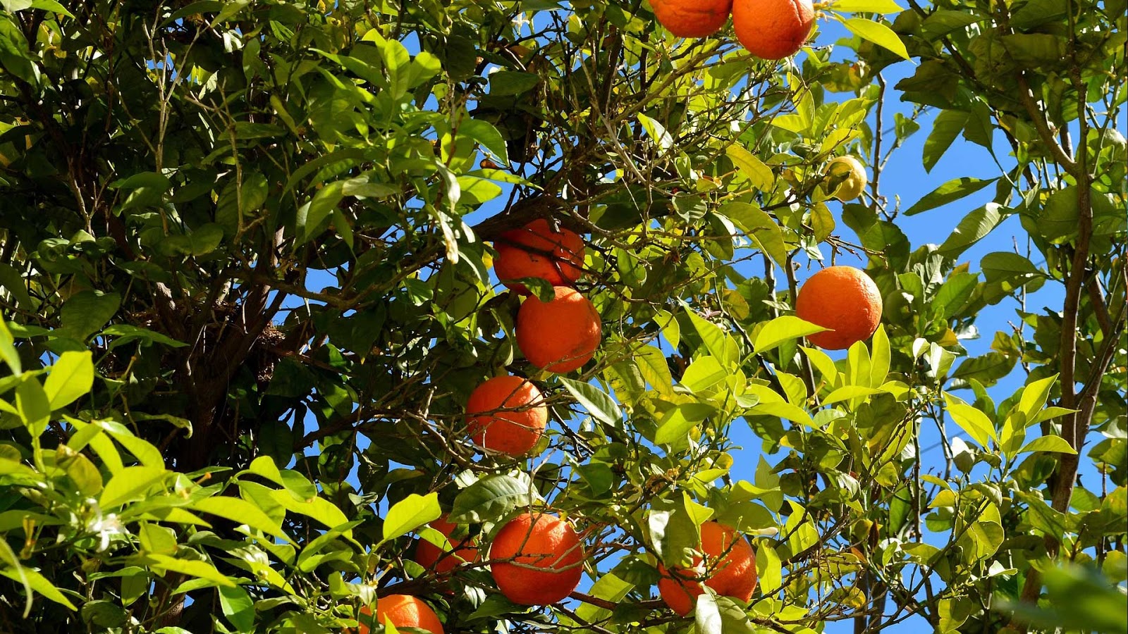 Апельсиновое дерево. Апельсиновые сады на Корфу. Апельсин дерево. Апельсиновые деревья в Америке. Апельсины в тропиках.