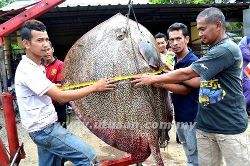  Gempar! Remaja Naikkan Ikan Pari Seberat 150kg