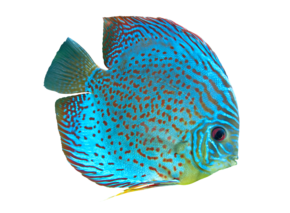 Spotted blue discus Fish PNG image with transparent background - PNG Sector