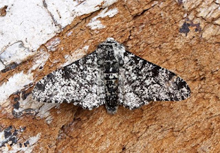 The peppered moth is dishonestly used as an icon of evolution. It is an example of creation and natural selection. So is the silenced cricket on Kauai.