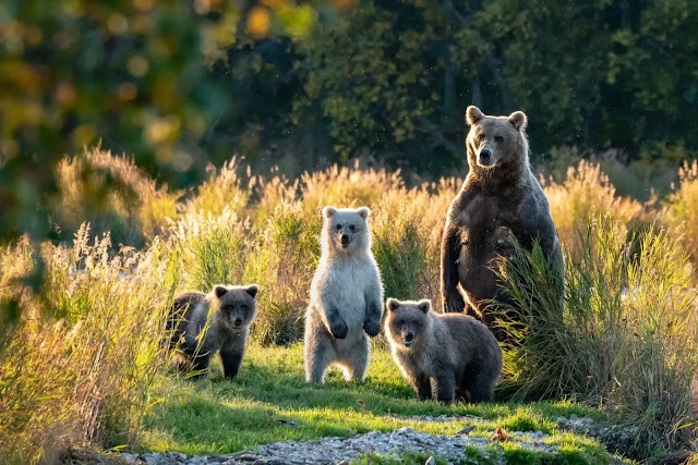 The best Tourist Attractions in KodiaK, Alaska The best Tourist Attractions in KodiaK, Alaska