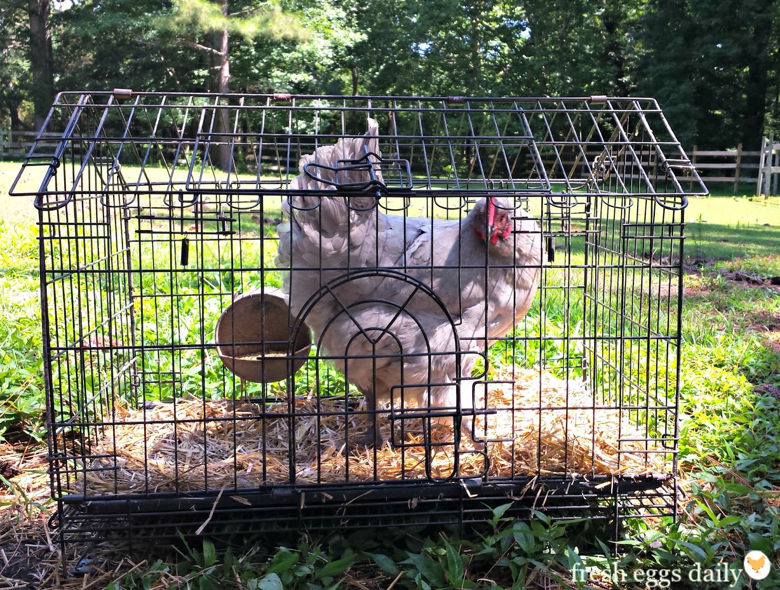 Traveling (or Moving) with Chickens Fresh Eggs Daily® with Lisa Steele