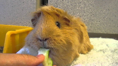 Can guinea pigs eat watermelon rind