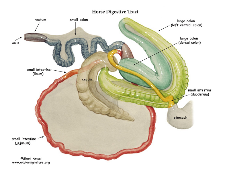 ANATOMIE DES EQUIDES تشريح الخيول