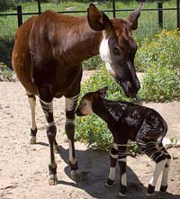 Okapi Kerabat Jerapah Yang Tidak Berleher Panjang Re Tawon