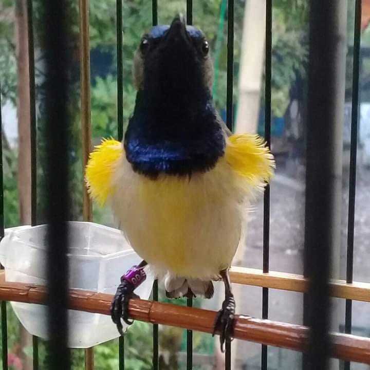 Perawatan Harian Untuk Sogon