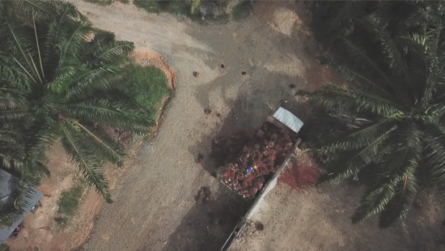 Kondisi Buruh Kebun Sawit di Indonesia dan Malaysia di tengah Pandemi Covid-19