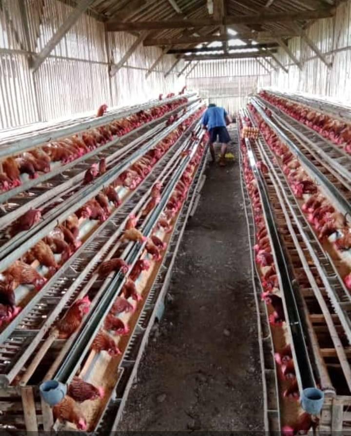Cara Budidaya Ternak Ayam Petelur untuk Pemula
