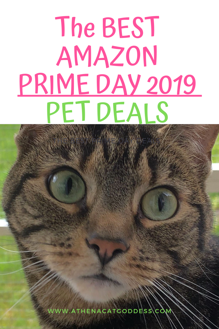 Athena Cat Goddess Wise Kitty The Best Amazon Prime Day 2019 Pet Deals