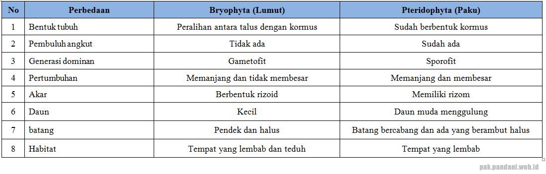 Perbedaan tumbuhan bryophyta dan pteridophyta