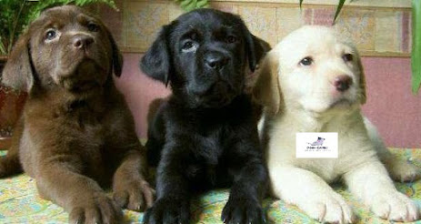 Labrador dog breed Appearance
